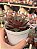 Echeveria purpusorum x romeo - Imagem 2