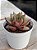 Echeveria purpusorum x romeo - Imagem 2