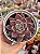 Echeveria tobarensis x romeo - Imagem 1