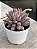 Echeveria goldfish - Imagem 2