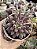 Echeveria goldfish - Imagem 1