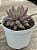 Echeveria goldfish - Imagem 2