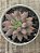 Echeveria goldfish - Imagem 3