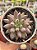 Echeveria goldfish - Imagem 1