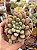 Echeveria candy bean - Imagem 1
