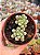 Echeveria candy bean - Imagem 1