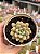 Echeveria candy bean - Imagem 1