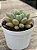 Echeveria candy bean - Imagem 2