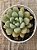Echeveria candy bean - Imagem 3