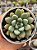 Echeveria candy bean - Imagem 1