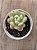 Echeveria cute peach - Imagem 3