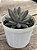 Pachyphytum devil finger - Imagem 2