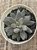 Pachyphytum devil finger - Imagem 3