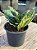 Sansevieria trifasciata hahnii - Imagem 2