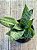 Sansevieria trifasciata hahnii - Imagem 3