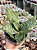 Sansevieria trifasciata hahnii - Imagem 1