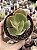 Echeveria queen dinny (sem raiz) - Imagem 1