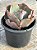 Echeveria queen dinny (sem raiz) - Imagem 2