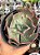 Echeveria queen dinny (sem raiz) - Imagem 1
