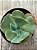 Echeveria queen dinny - Imagem 4