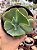 Echeveria queen dinny - Imagem 1