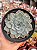Echeveria silver river variegata - Imagem 1
