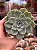Echeveria silver river variegata - Imagem 1