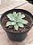 Echeveria silver river variegata - Imagem 2