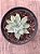 Echeveria silver river variegata - Imagem 3