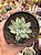 Echeveria silver river variegata - Imagem 1