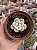 Echeveria snow bunny - Imagem 1