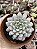 xSedeveria maialen variegata - Imagem 1