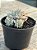 Echeveria blue star - Imagem 2