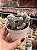 Mammillaria vetula (cacto dedal) - Imagem 2