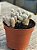 Mammillaria vetula (cacto dedal) - Imagem 2