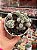 Mammillaria vetula (cacto dedal) - Imagem 1
