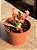 Euphorbia monadenium stapelioides variegata (sem raiz) - Imagem 2
