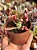 Euphorbia monadenium stapelioides variegata (sem raiz) - Imagem 1