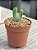 Conophytum bilobum 02 - Imagem 3