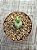 Conophytum bilobum 02 - Imagem 2
