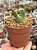Conophytum bilobum 02 - Imagem 1