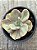 Echeveria rose fairy variegata (raridade) - Imagem 3