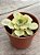 Echeveria rose fairy variegata (raridade) - Imagem 2