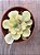 Echeveria rose fairy variegata (raridade) - Imagem 3