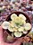 Echeveria rose fairy variegata (raridade) - Imagem 1