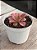Echeveria mini goseong red - Imagem 2