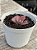 Echeveria mini goseong red - Imagem 2