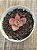 Echeveria mini goseong red - Imagem 3