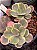 Echeveria silk road variegata - Imagem 2