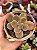 Echeveria silk road variegata - Imagem 1